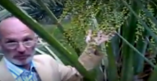 Acve Hurması Acve Hurması; Peygamber Efendimizin (S.A.V.) mübarek elleriyle diktikleri, Medine ve çevresinde yetişen, bazılarının çekirdeklerinde, bazılarında ise hurmanın üstünde ALLAH (C.C.)'ın 99 i