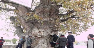AKSARAY'DAKİ KANLI PELİT AĞACI